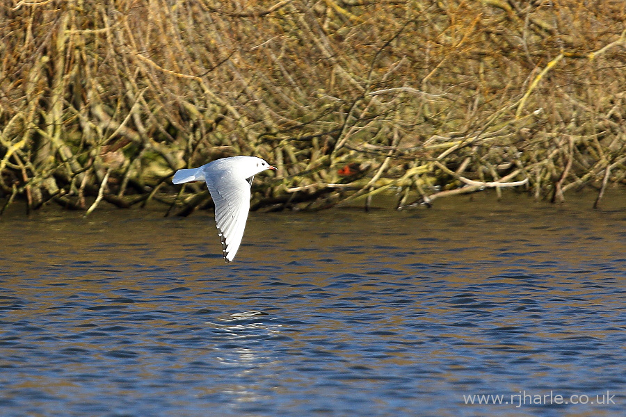 Gull Flying Over the Lake