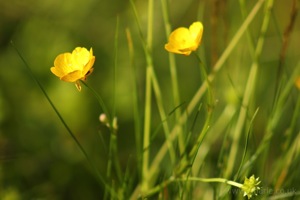 A Couple Of Buttercups