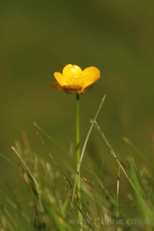 A Solitary Buttercup