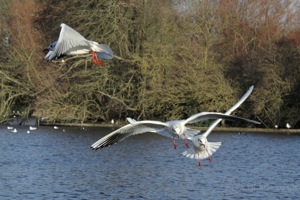 Seagulls Mid-Flight