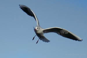 Seagull Gliding