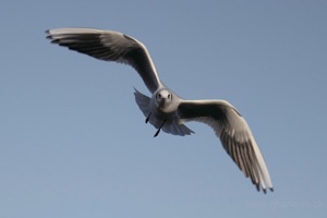 Seagull Seeking Food