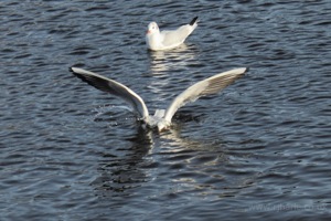 Seagull Splash-Landing