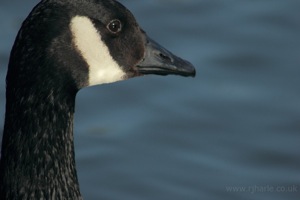 Goose in Profile