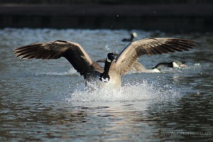 Goose Lands in the Lake