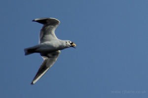 Seagull Flying Lunch