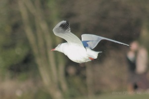 Seagull Flying Away