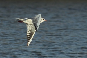 Seagull Mid-Flight
