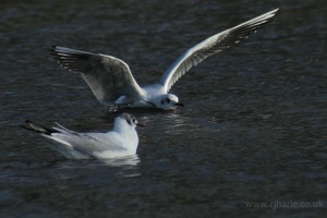 Seagull Splashdown