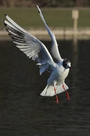 Seagull Mid-Flight Closeup