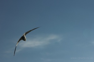 Seagull In-Flight
