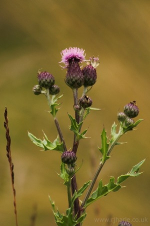 Thistle In The Crater