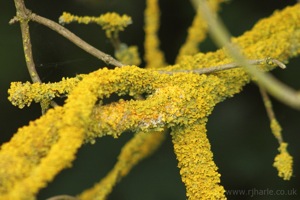 Yellow-Coated Tree Branches