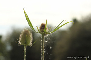 Spider Web On An Unknown Flower