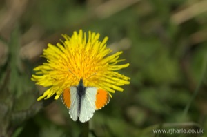 Butterfly on a Dandelion