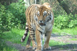 Amur Tiger On The Prowl