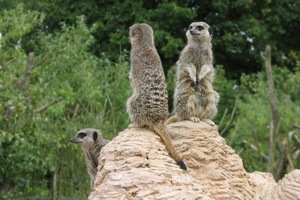 Meerkats Staying Alert