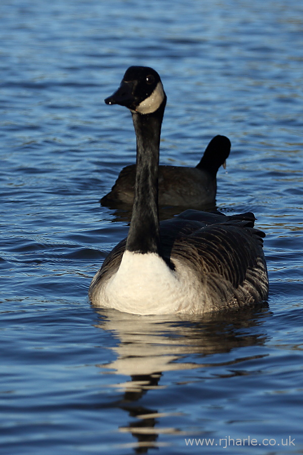 A Majestic Goose