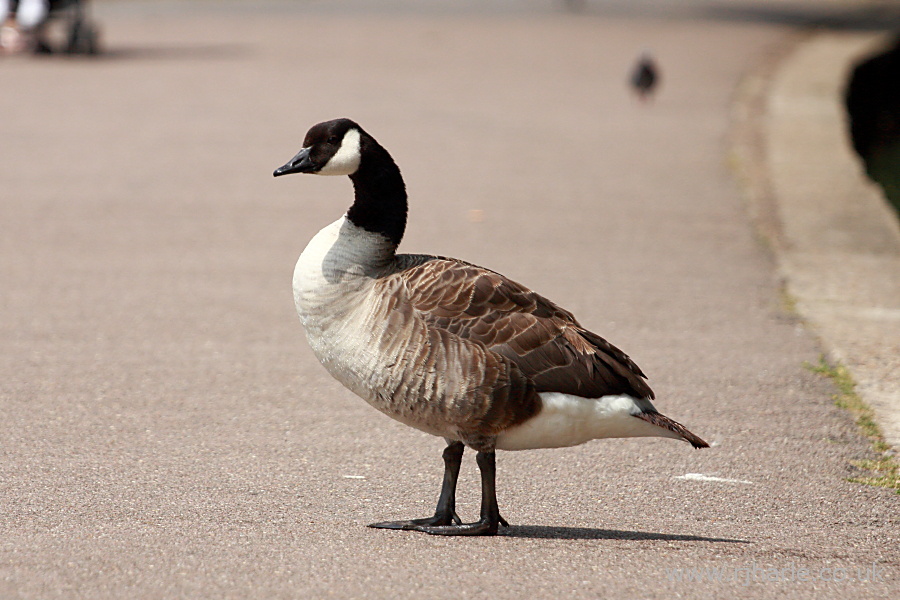 Goose on the Path