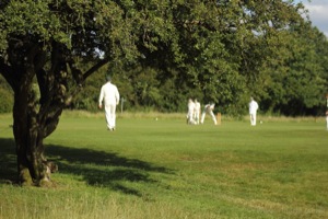 View Through The Tree At Cow Corner