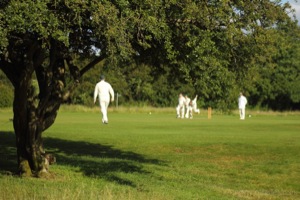 View Through The Tree At Cow Corner