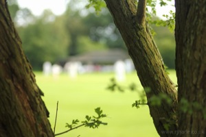 Cricket Through The Tree