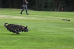 HoverDog Chases His Stick