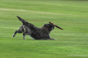 Dog Catches Up With His Stick