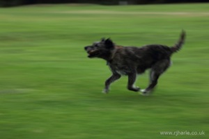 Dog With His Stick