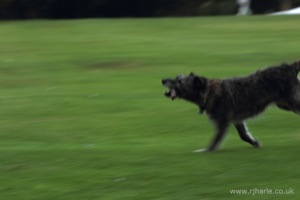 Dog With His Stick