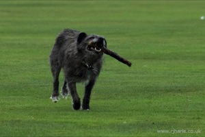 Dog With His Stick