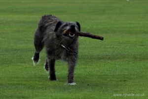 Dog With His Stick