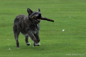 Dog With His Stick