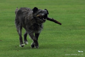 Dog With His Stick