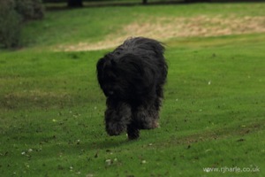 Long-Haired Dog