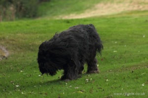 Long-Haired Dog