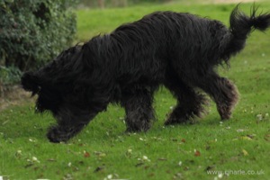 Long-Haired Dog