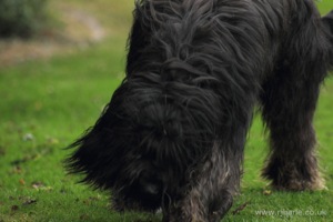 Long-Haired Dog