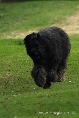 Long-Haired Dog