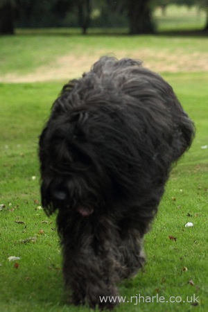 Long-Haired Dog