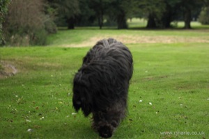 Long-Haired Dog