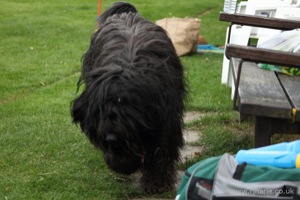 Long-Haired Dog