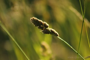 In The Ditch By The Boundary