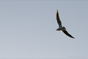 Gulls on the pitch