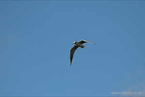 Gulls on the pitch