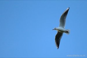 Gulls on the pitch