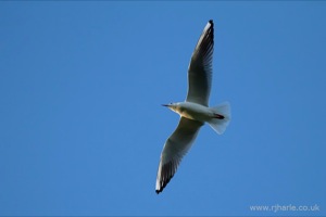 Gulls on the pitch