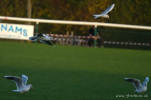 OA 1st XV vs. Wharfedale 2014