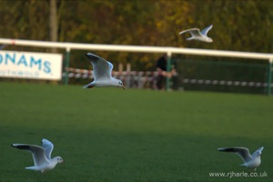 OA 1st XV vs. Wharfedale 2014