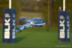 Gulls on the pitch